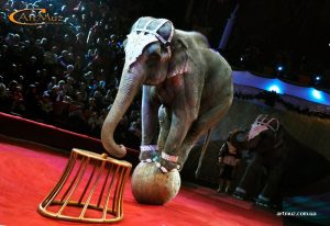 Цирк со слонами в Киеве